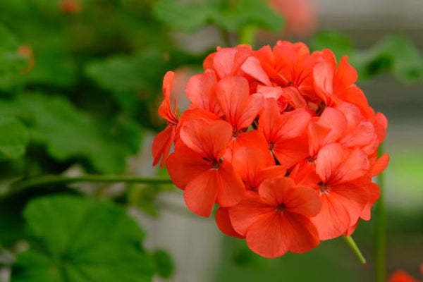 Géranium