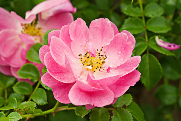 Rosier muscat